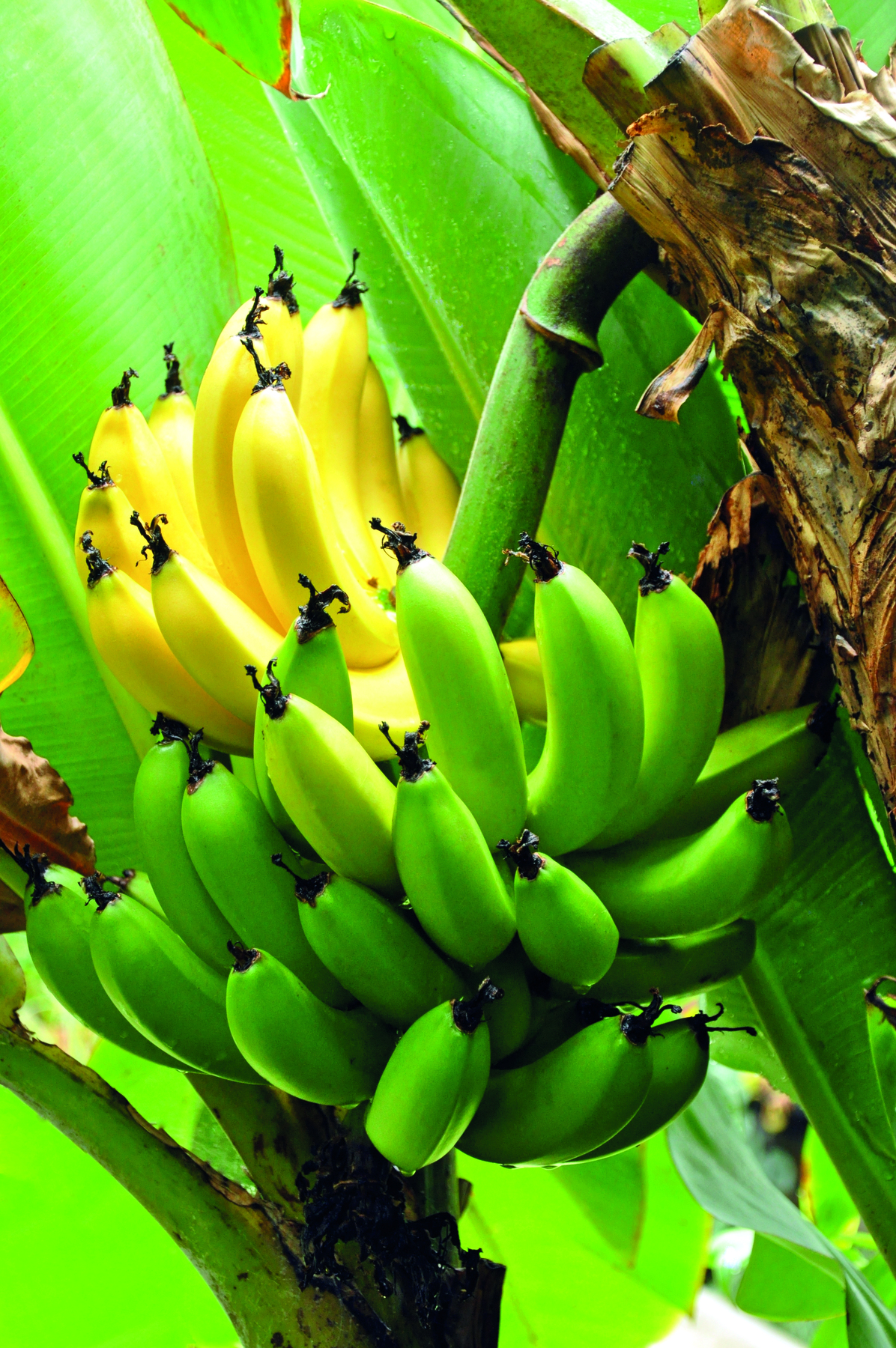 Fotografia. Destaque para uma penca de bananas presa em uma árvore. Algumas estão com a casca amarela e outras estão com a casca verde.