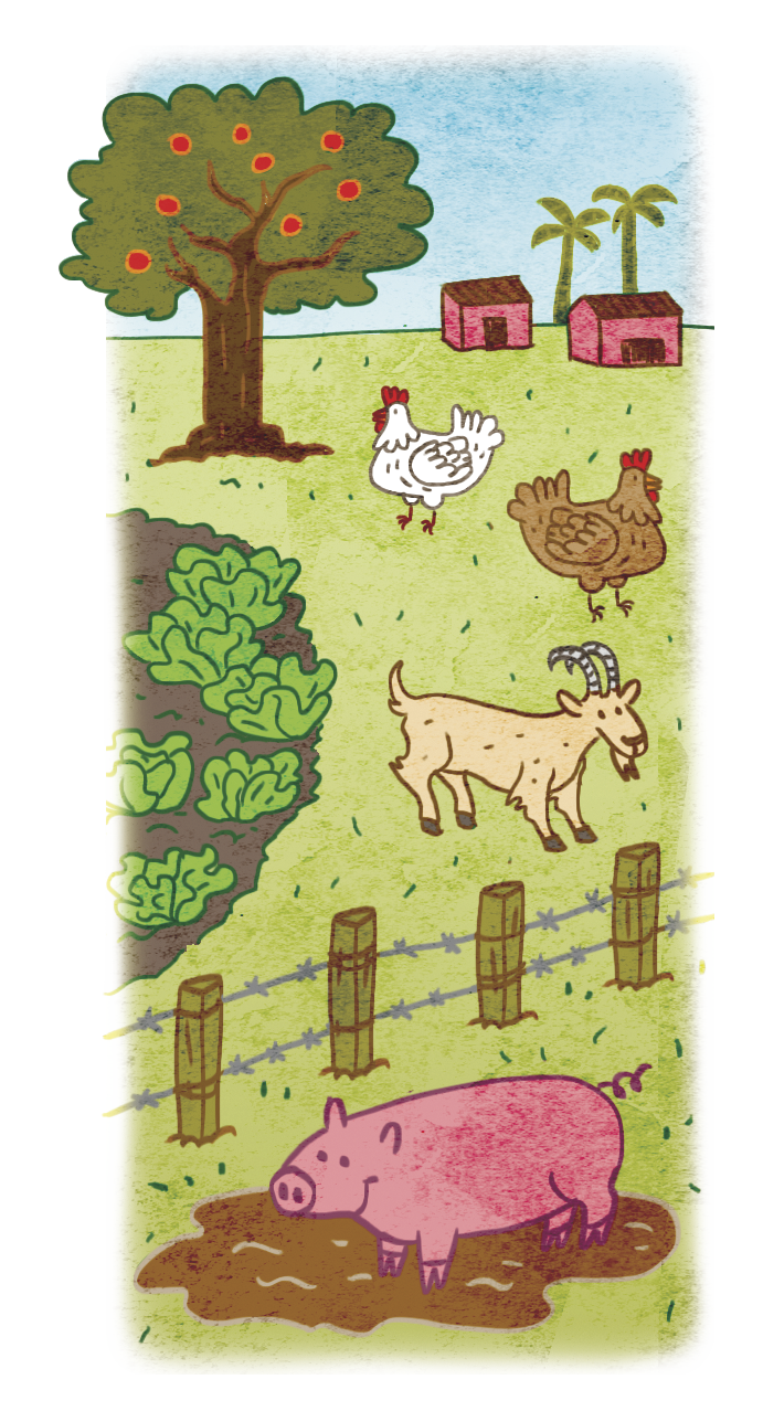 Ilustração. Animais em um gramado verde. Na parte inferior, um porco cor-de-rosa na lama. Atrás, um cercado, um bode bege, duas galinhas, uma marrom e uma branca, e uma horta. No fundo, uma árvore frutífera, duas casas pequenas rosadas e duas palmeiras. Céu azul.