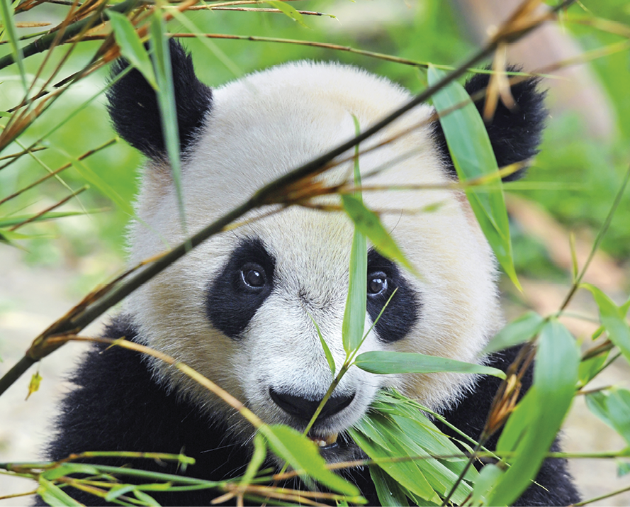 Fotografia. Destaque da cabeça de um panda entre vegetação. Ele está olhando para frente, com algumas folhas na boca. Sua cabeça é branca e as orelhas e a região ao redor dos olhos são pretas.