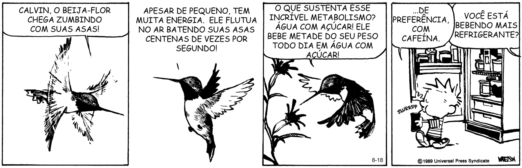 Tirinha em quatro cenas. Personagens: Calvin, um menino de cabelos espetados para cima, vestindo camiseta listrada e calças curtas pretas. Um beija-flor. Uma personagem não identificada. Cena 1. Um beija-flor em pleno voo, agitando rapidamente suas asas, desenhadas como imagens sucessivas sobrepostas das inúmeras posições que tomam em movimento, parecendo asas de borboleta abertas. Acima, um balão de fala com as palavras: 'CALVIN, O BEIJA-FLOR CHEGA ZUMBINDO COM SUAS ASAS.'. Cena 2. O beija-flor está de perfil com as asas abertas para cima, que parecem sem movimento porque estão desenhadas em uma só posição. Acima, um balão de fala com as palavras: 'APESAR DE PEQUENO, TEM MUITA ENERGIA. ELE FLUTUA NO AR BATENDO SUAS ASAS CENTENAS DE VEZES POR SEGUNDO!'. Cena 3. O beija-flor está de perfil com as asas abertas para baixo e a cauda para frente, também como se estivesse parado no ar, com seu longo bico afilado próximo de uma pequena flor em um ramo de planta. Acima, um balão de fala com as palavras: 'O QUE SUSTENTA ESSE INCRÍVEL METABOLISMO? ÁGUA COM AÇÚCAR! ELE BEBE METADE DE SEU PESO TODO DIA EM ÁGUA COM AÇÚCAR!'. Cena 4. Calvin está em pé segurando um copo com canudinho (com a palavra 'SLURRPP' próxima do copo, representando o ruído de sugar) em frente a uma geladeira aberta, e diz: '...DE PREFERÊNCIA COM CAFEÍNA.', e alguém que não aparece pergunta a ele: 'VOCÊ ESTÁ BEBENDO MAIS REFRIGERANTE?'.