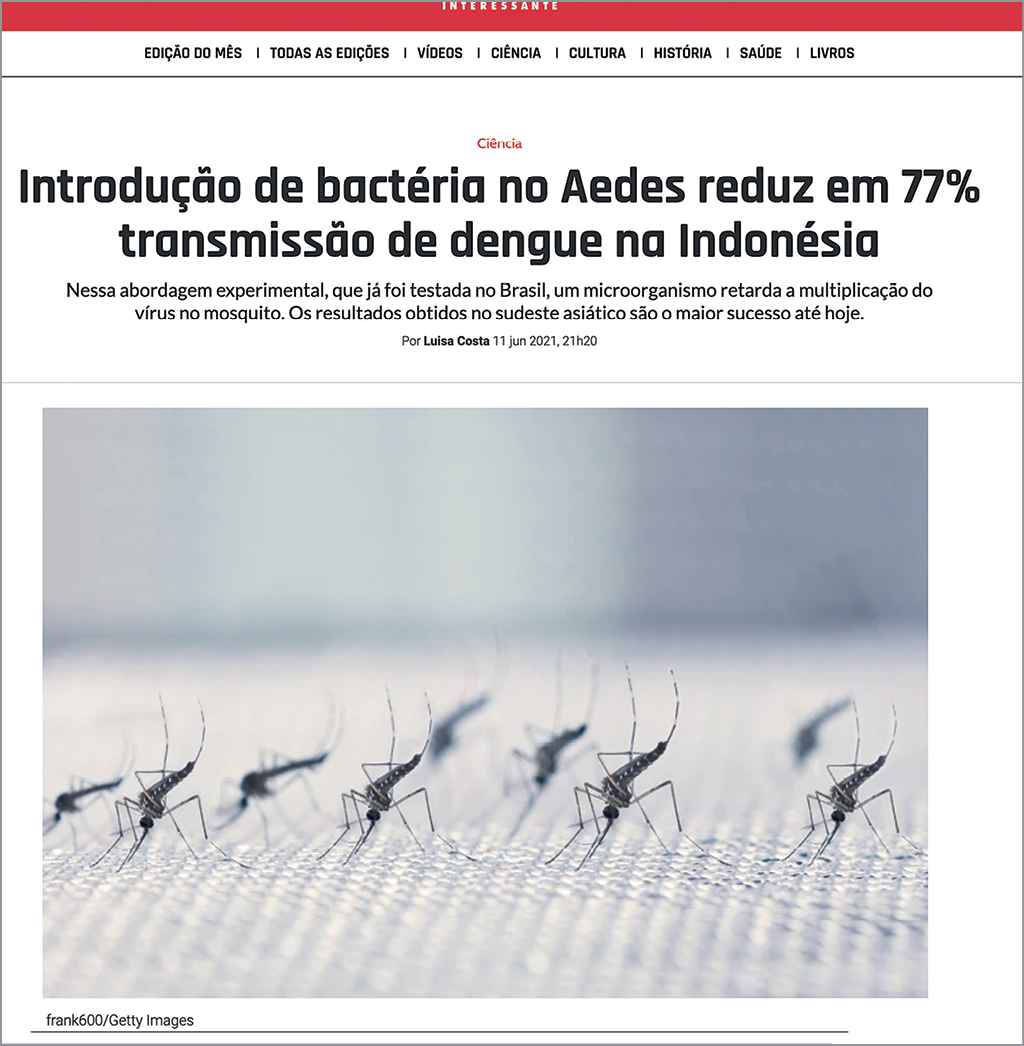 Fotografia. Reprodução de página de internet. Na parte superior, o título do site: SUPERINTERESSANTE. Abaixo, manchete: 'Introdução de bactéria no Aedes reduz em 77% transmissão de dengue na Indonésia'. Abaixo, fotografia bastante ampliada de diversos mosquitos de corpo escuro com listras brancas sobre uma superfície branca semelhante a um tecido.