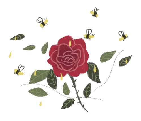 Ilustração. Uma rosa, ao redor folhas e abelhas voando.