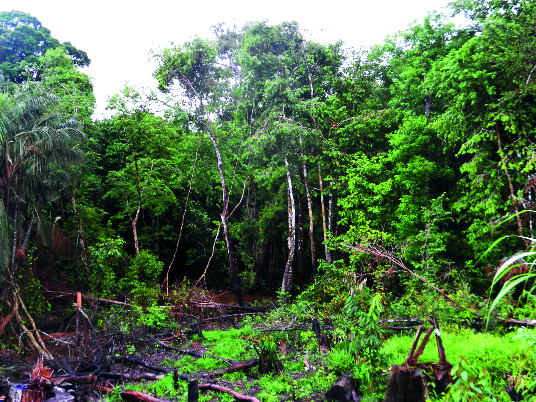 Fotografia. Floresta tropical de vegetação exuberante. No centro há uma área desmatada, com troncos de árvores derrubadas sobre o terreno.
