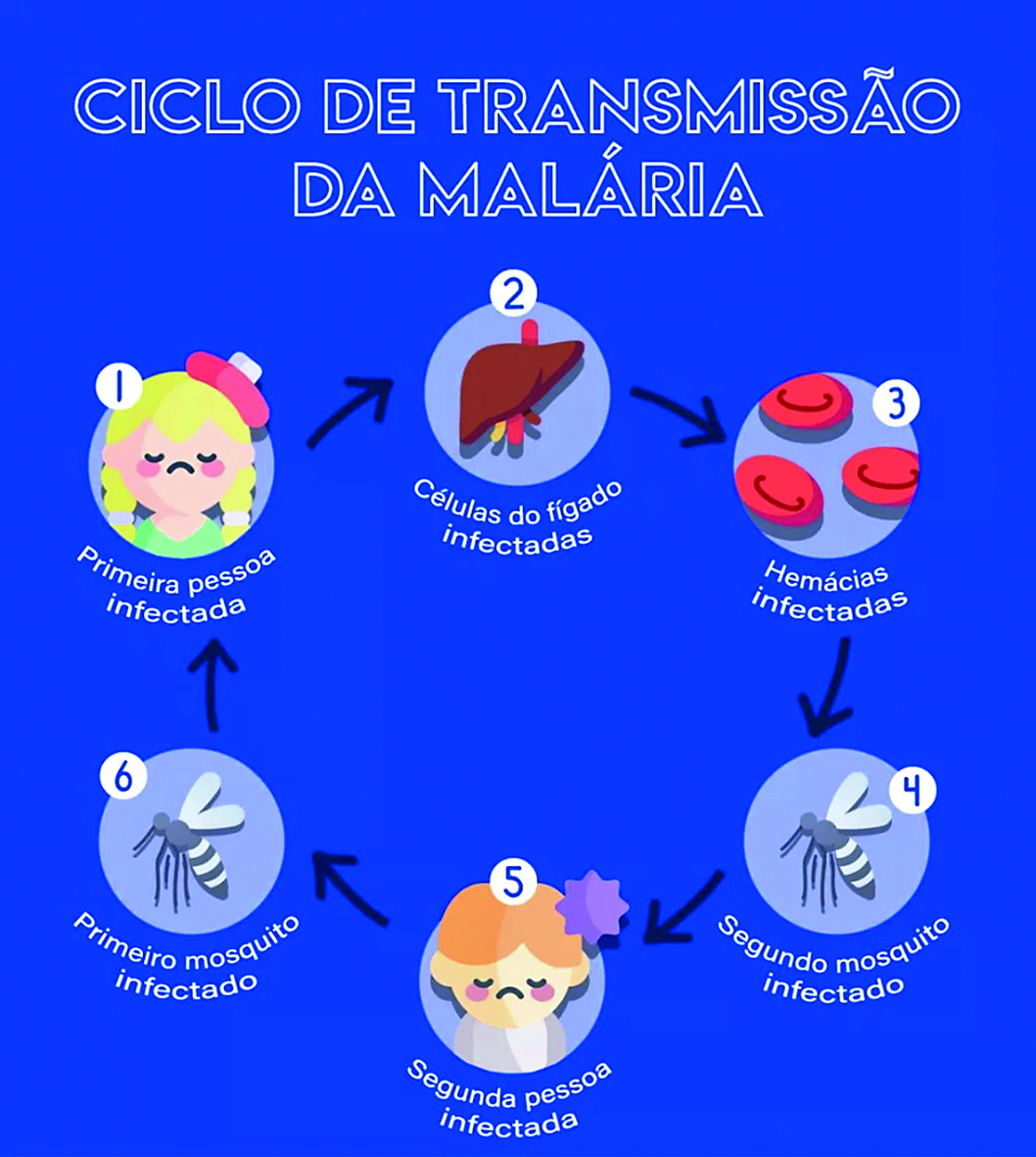 Reprodução de cartaz. Na parte superior, o título: 'CICLO DE TRANSMISSÃO DA MALÁRIA'. Abaixo, esquema numerado, com ilustrações e textos: 1. Rosto de uma menina de cabelos loiros, com expressão adoentada. Abaixo, a legenda: 'Primeira pessoa infectada'. 2. Ilustração simplificada de um fígado humano. Abaixo, a legenda: Células do fígado infectadas. 3. Ilustração de três hemácias (células vermelhas do sangue), representadas por figuras circulares vermelhas. Abaixo, a legenda: 'Hemácias infectadas'. 4. Ilustração de um mosquito. Abaixo, a legenda: 'Segundo mosquito infectado'. 5. Ilustração do rosto de um menino de cabelos castanhos, com expressão adoentada. Abaixo, a legenda: 'Segunda pessoa infectada'. 6. Ilustração de um mosquito. Abaixo, a legenda: 'Primeiro mosquito infectado'.