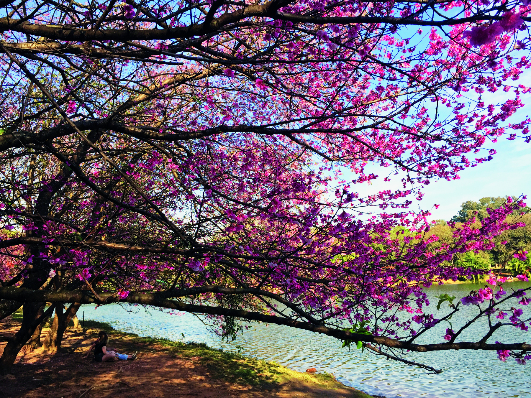 Fotografia. Cenário de paisagem natural, em um parque público, com uma árvore de tronco não muito alto, porém com numerosos e longos galhos totalmente floridos, de flores roxas, à beira de um lago, em cuja margem, um terreno com pouca vegetação, há uma pessoa sentada sob a árvore e voltada para o lago diante dela.  Acima, céu azul com algumas nuvens brancas.