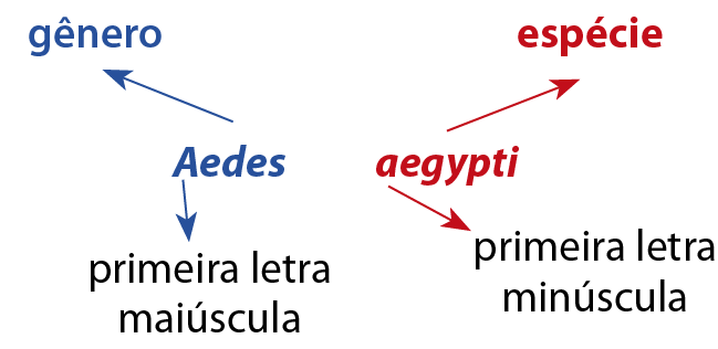 Ilustração. Esquema explicativo da formação do nome científico de uma espécie, com palavras escritas em azul e em vermelho, com traços e pontas de setas de cores correspondentes. À esquerda, em azul, com caracteres inclinados (itálico) e letra inicial maiúscula: "Aedes"; seta azul para cima indicando a palavra "gênero", também em azul, e seta azul para baixo indicando "primeira letra maiúscula", em preto. À direita, em vermelho, com caracteres inclinados (itálico) e letra inicial minúscula: "aegypti"; seta vermelha para cima indicando a palavra "espécie", também em vermelho, e seta vermelha para baixo indicando "primeira letra minúscula", em preto.