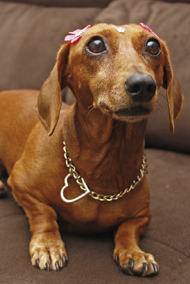 Fotografia. Uma cachorrinha basset dachshund ('salsicha') de pelo castanho, com enfeites nas orelhas e na testa, e um colar com uma argola em forma de coração. Ela está deitada em um sofá marrom, com o focinho para a frente e olhar atento.