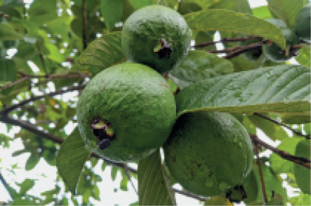 Imagem: Fotografia. Destaque de frutos verdes com casca grossa no pé.  Fim da imagem.