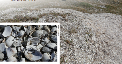 Imagem: Fotografia. Destaque de uma região de solo de aspecto áspero irregular com vegetação. Ao fundo, casas. Fotografia. Destaque do solo. Apresenta composição com muitas pequenas conchas.   Fim da imagem.