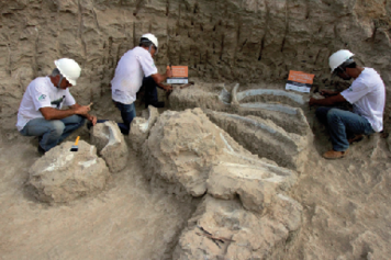 Imagem: Fotografia. Em uma ampla vala com solo e parede de aspecto arenoso, três homens uniformizados e com capacete de proteção trabalham na escavação de rochosas com ossos de dinossauro.  Fim da imagem.