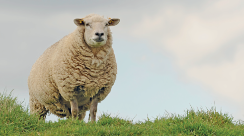 Imagem: Fotografia. Vista de baixo para cima, grama de cor verde com uma ovelha coberta com pelos de cor branca, focinho e orelhas pequenos. Na parte superior, céu de cor azul-claro e nuvens brancas.  Fim da imagem.