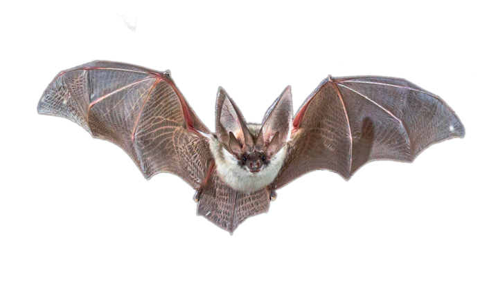 Imagem: Fotografia. Um morcego sobrevoando, de corpo de cor marrom, parte inferior do corpo em branco, duas orelhas pontudas sobre a cabeça e focinho pequeno. As asas são grandes e estão bem abertas.  Fim da imagem.