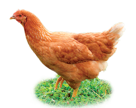 Imagem: 4- Uma galinha sobre grama verde, com o corpo para à esquerda de pelos de cor marrom-claro, cabeça e bico pequeno. Fim da imagem.