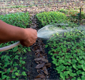 Imagem: Fotografia. Braço de uma pessoa de pele morena segurando uma mangueira de cor cinza-claro por onde jorra água em direção à plantação de folhas verdes em solo escuro.  Fim da imagem.