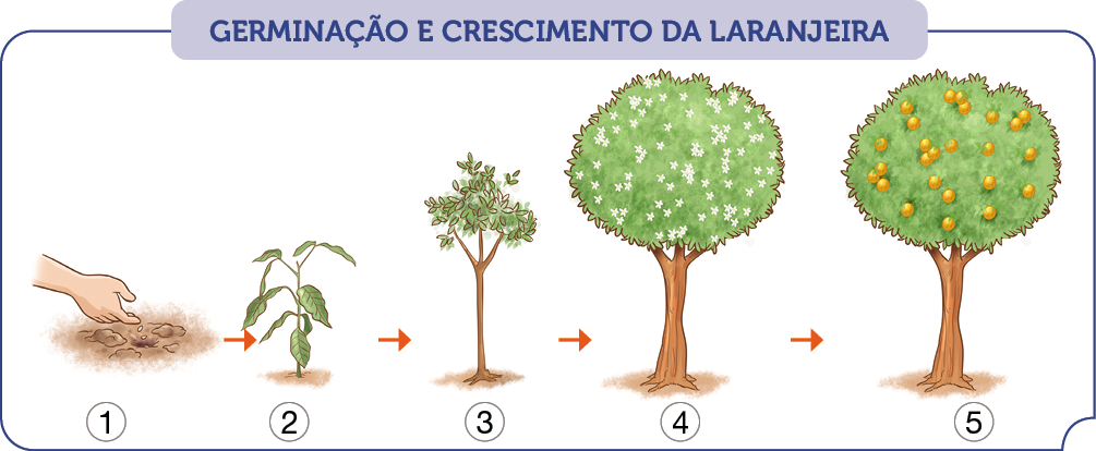 Imagem: Ilustração. Esquema em cinco fases. Título : Germinação e crescimento da laranjeira. 1 – mão de uma pessoa de pele clara colocando sementes em solo marrom. 2- Planta com folhas verdes sobre o solo, com caule na vertical. 3- árvore pequena na vertical de cor marrom e com folhas verdes.  4- Uma árvore grande com tronco marrom mais largo, muitas folhas verdes com flores. 5- A mesma árvore descrita anteriormente com frutos redondos em laranja.   Fim da imagem.