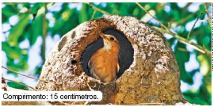 Imagem: Fotografia. Em um ninho de cor marrom, arredondada, com uma abertura redonda por onde vê-se um pássaro dentro de penas de cor bege, com bico pequeno, virado para à esquerda, com olho pequeno preto. Ao fundo, galhos finos e folhas verdes. Texto : Comprimento : 15 centímetros.  Fim da imagem.