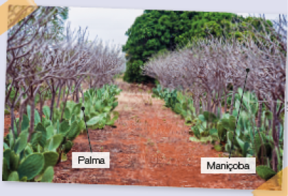 Imagem: Fotografia. Local com solo de cor marrom, local fino. À esquerda e à direita, vegetação com folhas de cor verde : Palma e na parte superior, galhos finos de cor marrom : Maniçoba. Em segundo plano, árvores com folhas verdes.  Fim da imagem.