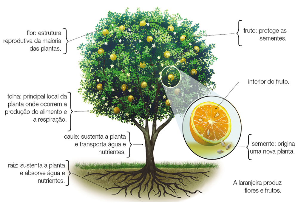 Imagem: Ilustração. Ao centro, árvore com tronco fino de cor marrom, com raízes finas e ramificadas em solo. Na parte superior, folhas verdes com flores de pétalas brancas, laranjas redondas de cor amarela. À direita, foco: metade de laranja : interior do fruto. E Com pequenos gomos de cor bege : Semente: origina uma nova planta.   Na parte superior da árvore: Texto: flor: estrutura reprodutiva da maioria das plantas. folha: principal local da planta onde ocorrem a produção do alimento e a respiração. fruto: protege as sementes.   No tronco: caule: sustenta a planta e transporta água e nutrientes. raiz: sustenta a planta e absorve água e nutrientes.  Fim da imagem.