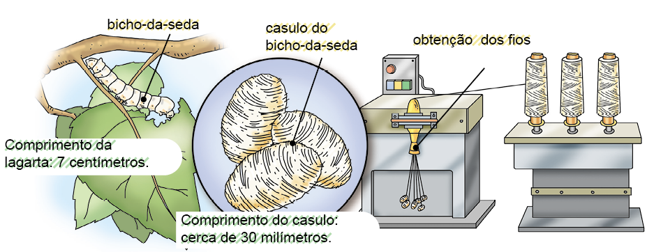 Imagem: Ilustração. Esquema. À esquerda, em galhos de árvore de cor marrom com folhas verdes com uma lagarta branca comendo folha verde : bicho-da-seda. Foco com três casulos redondos de cor branca, com linhas finos da mesma cor : casulo do bicho-da-seda. Texto : Comprimento do casulo : cerca de 30 milímetros. Ao fundo, máquina de cor cinza com casulos brancos com fios sendo processados em máquina : Obtenção dos fios. À direita, três rolos de fios brancos na vertical.   Fim da imagem.