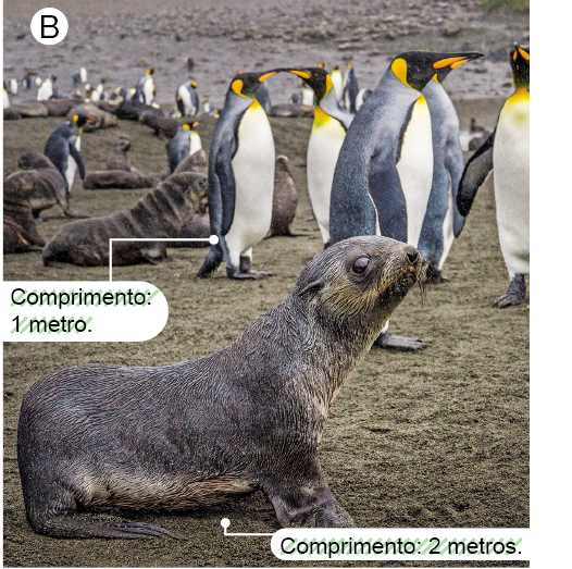 Imagem: Fotografia B. Local com solo de cor cinza com pinguins à direita, de cor cinza na cabeça, dorso e cabeça com parte em preto e bico fino, com partes em amarelo e parte branca, na parte interna do corpo. Texto : Comprimento: 1 metro. À esquerda, um lobo-marinho-antártico de cor cinza-escuro, com cabeça arredondado, com fios finos perto do focinho pequeno preto. Texto : Comprimento : 2 metros.  Fim da imagem.