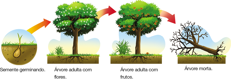 Imagem: Ilustração. Ciclo da vida da laranjeira. Da esquerda para à direita :  Semente germinando : semente redonda dentro de solo de cor marrom com hastes finas na vertical, sobressaindo do solo. Árvore adulta com flores : uma árvore de tronco marrom, folhas verdes e flores de pétalas brancas. Dentro do solo, raízes longas. Árvore adulta com frutos : uma árvore com folhas cheias, frutas de cor vermelha. Árvore morta : uma árvore sem folhas e frutos caída para à esquerda, com parte da raiz no solo e outra fora.   Fim da imagem.