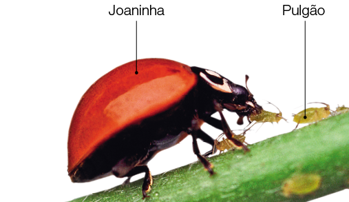 Imagem: Ilustração. Sobre um galho de cor verde na diagonal à direita, uma joaninha preta com muitas patas e cabeça pequena, com casca de cor vermelha. Ela come um pulgão na boca e outros pulgões de cor bege-claro perto da joaninha.  Fim da imagem.