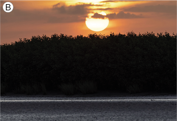 Imagem: Fotografia B. Vista geral de local com muita vegetação de árvores altas. Na parte superior, céu de cor laranja, com nuvens de cor cinza e um sol amarelo redondo.  Fim da imagem.