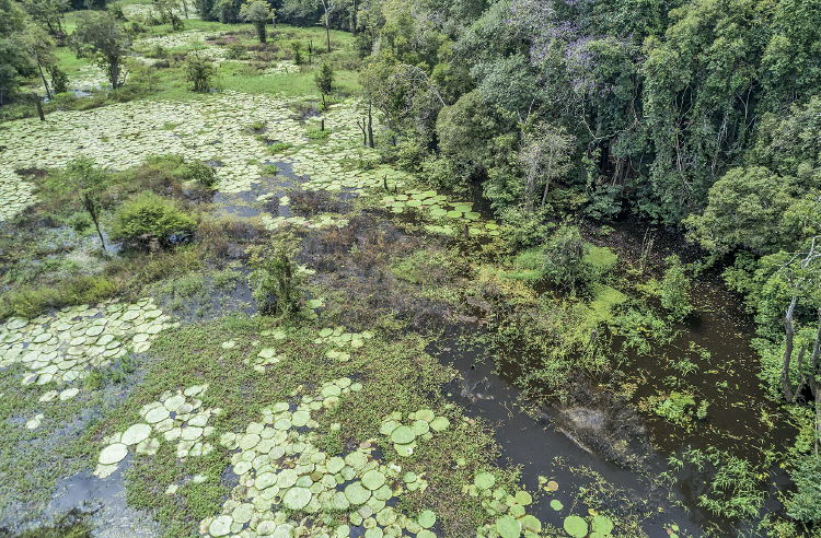 Imagem: Fotografia. Vista do alto de local com árvores com folhas verdes e à esquerda, rio com água de cor marrom com plantas nas águas de folhas em verde-claro. Mais ao fundo, outras vegetações.  Fim da imagem.