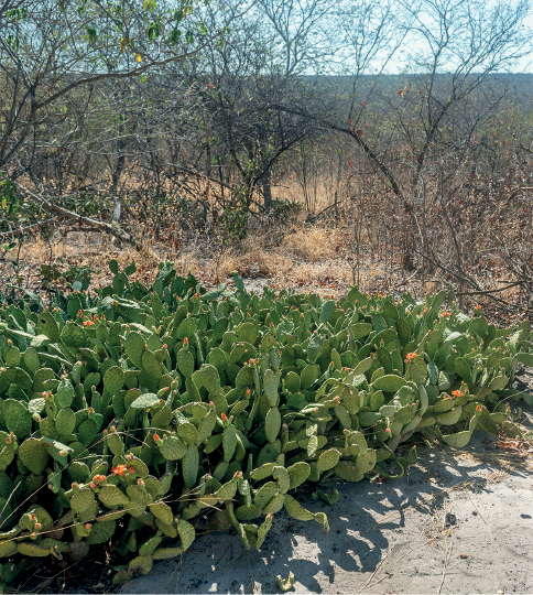 Imagem: Fotografia. Vista geral de local com solo arenoso de cor bege. À esquerda, cactos de cor verde com pequenas pétalas de cor laranja. Ao fundo, local com muitas árvores de galhos finos e secos. Mais ao fundo, à esquerda, folhas de cor verde.  Fim da imagem.