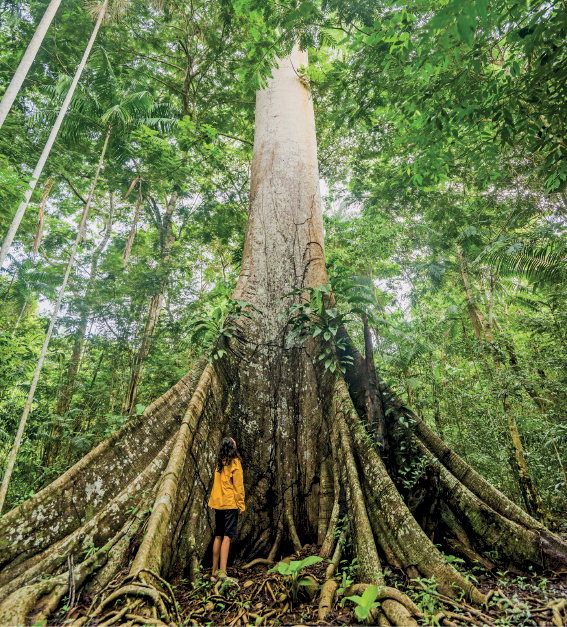 Imagem: Fotografia. Uma menina vista de costas, de cabelos pretos lisos, com blusa de mangas compridas em amarelo, com bermuda preta. À frente dela, uma árvore gigante de tronco largo de cor bege-claro com raízes longas e expostas e na parte superior, folhas de cor verde.  Fim da imagem.