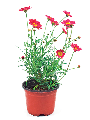 Imagem: Fotografia. Um vaso redondo de cor vermelha com plantas de pétalas vermelhas, com folhas verdes pequenas e caules finos da mesma cor. Ao centro, miolo de cor amarela.  Fim da imagem.