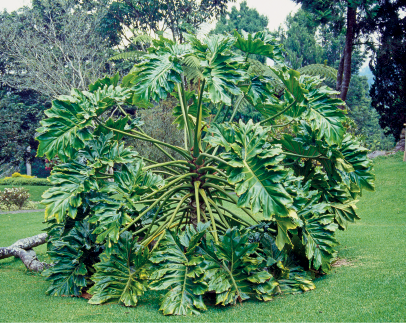 Imagem: Fotografia. Em um local com grama de cor verde e ao centro, planta com caules finos com folhas finas verdes. Mais ao fundo, árvores com folhas verdes.  Fim da imagem.