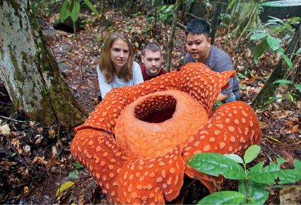 Imagem: Fotografia. À frente, uma flor muito grande de pétalas de cor laranja, miolo ao centro com um buraco redondo. Atrás, três pessoas atrás da flor : uma menina de pele clara, cabelos curtos loiros com blusa branca; menino de pele clara, cabelos castanhos, com blusa vermelha e à direita, menino de pele morena, cabelos escuros, com camiseta de cor cinza. Ao fundo, solo de cor marrom com folhas secas, um tronco de uma árvore à esquerda visto parcialmente e à direita, folhas de cor verde.  Fim da imagem.