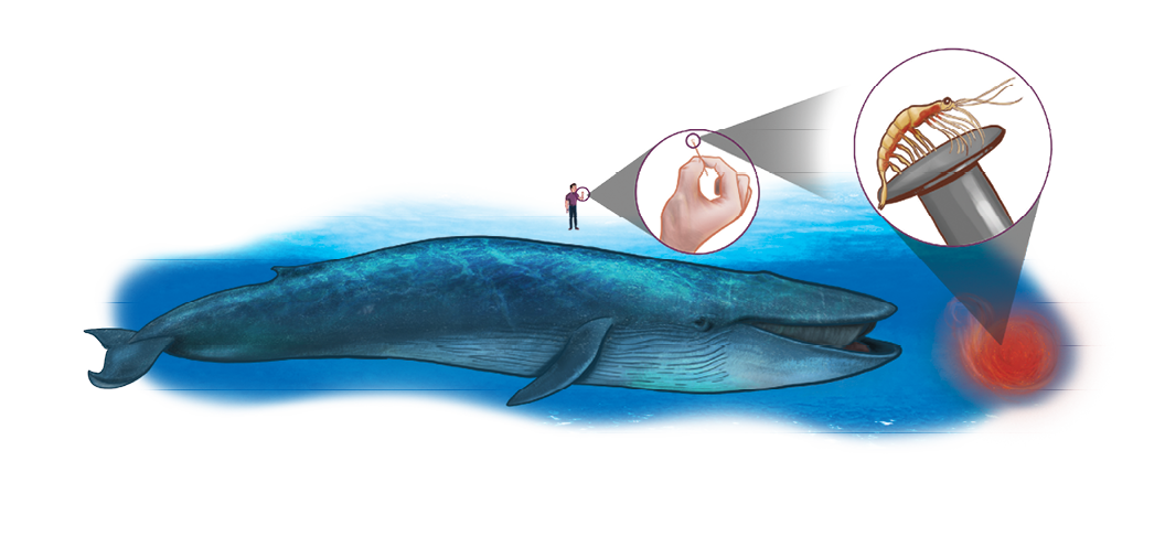 Imagem: Ilustração. Esquema com três elementos. À esquerda, dentro do oceano de cor azul, uma baleia na horizontal de cor azul-escuro, com calda pequena, nadadeiras dianteiras e boca grande um pouco aberta. Acima, um homem em pé com o corpo para à direita, de pele clara, cabelos pretos, usando camiseta roxo-escuro, calça e sapatos pretos, segurando um objeto na mão esquerda com um animal sobre ele. À direita, foco em um krill, no animal pequeno de corpo bege, olhos pequenos pretos, com dezenas de patas e antenas.  Fim da imagem.