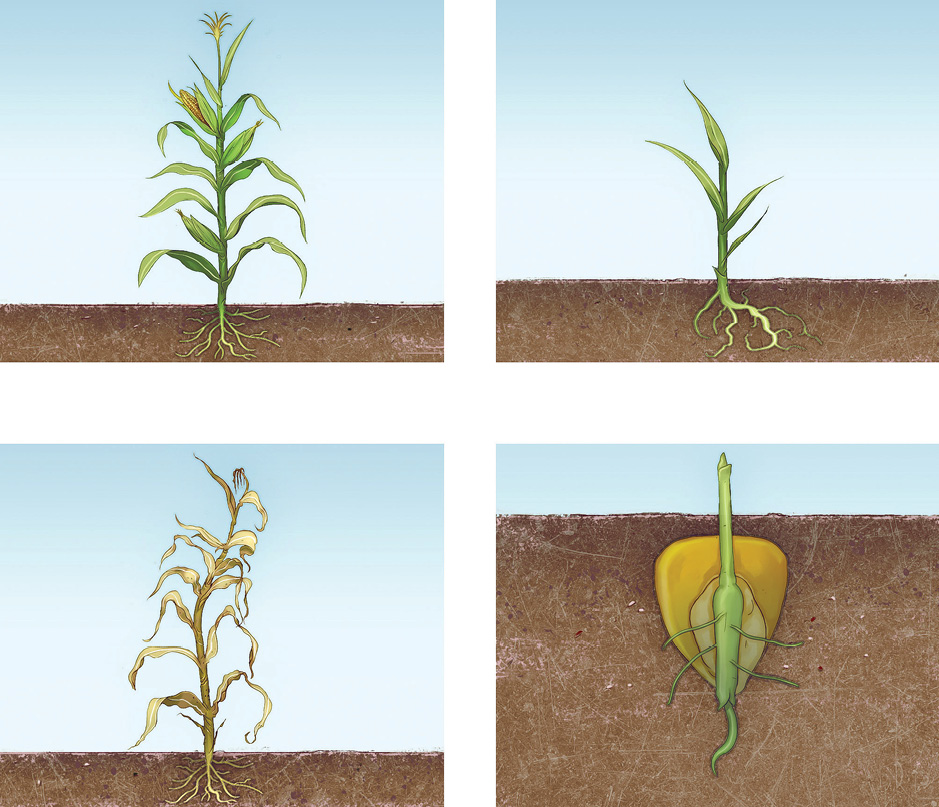 Imagem: Ilustração. Uma planta grande com caule fino na vertical com folhas longas em verde e raízes dentro do solo de cor marrom na parte inferior.   Ilustração. Uma planta de tamanho médio com poucas folhas verdes longas, com raízes dentro do solo.  Ilustração. Uma planta grande com caule, folhas grandes secas de cor bege-claro, com raízes dentro do solo.   Ilustração. Um caule pequeno na vertical verde, com parte maior dentro do solo, com pequenas raízes finas.   Fim da imagem.