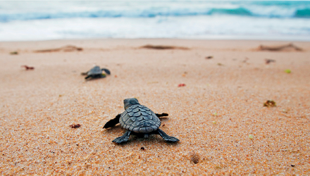 Imagem: Fotografia. Vista geral de local com areia de cor bege, à frente, uma pequena tartaruga de cor cinza-escuro caminha na areia. Mais à frente, à esquerda, outra tartaruga da mesma cor e tamanho caminhando para frente.  Fim da imagem.