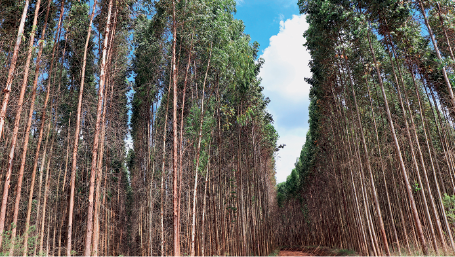 Imagem: Fotografia. Vista de baixo para cima, local com plantação com centenas de árvores com tronco fino, de grande altura e com folhas verdes na parte superior. Acima, vista parcial do céu em azul-claro e nuvens brancas.  Fim da imagem.