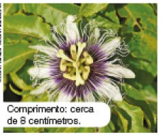 Imagem: Fotografia. Planta com pétalas de cor branca, com gomos de cor amarela ao centro, com muitas folhas verdes ao redor. Texto : Comprimento : cerca de 8 centímetros.  Fim da imagem.