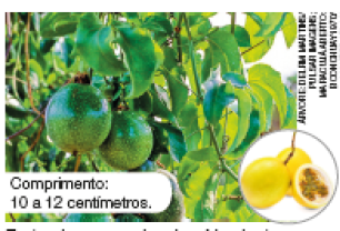 Imagem: Fotografia. Folhas verdes com fruto redondo verde. À direita, foco em dois maracujás amarelos e um pedaço cortado. Texto : Comprimento : 10 a 12 centímetros.  Fim da imagem.