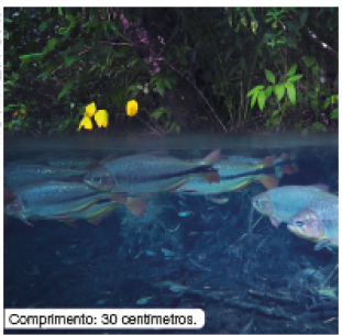 Imagem: Fotografia. À frente, rio de cor azul-claro com vários peixes de cor cinza e partes em laranja, de tamanho médio. Texto : Comprimento: 30 centímetros. Ao fundo, raízes de cor marrom, com folhas verdes e flores de pétalas amarelas na esquerda. Fim da imagem.