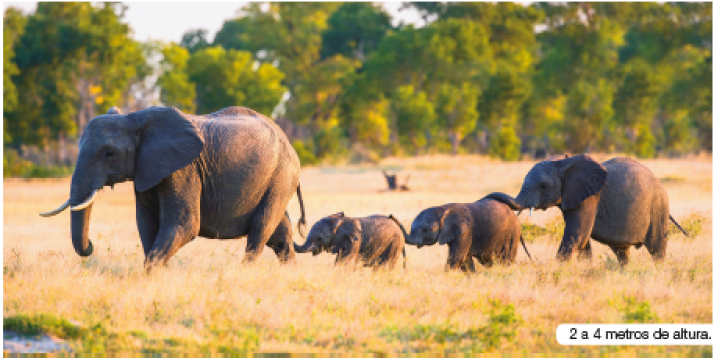 Imagem: Fotografia. Vista geral de local com vegetação seca de cor bege-claro, um elefante grande para esquerda, de cor cinza e chifres grandes brancos. Atrás dele, dois elefantes pequenos e um no fundo um pouco maior. Em segundo plano, local com árvores de folhas de cor verde.  Fim da imagem.