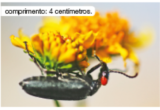 Imagem: Fotografia. Uma flor de pétalas de cor amarela, com um besouro preto com o corpo grande na parte inferior da planta, de ponta cabeça, sugando néctar em pétala de flor. Mais ao fundo, outra planta de pétalas vermelhas. Texto : comprimento : 4 centímetros. Fim da imagem.