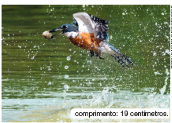 Imagem: Fotografia. Na parte inferior, um rio de água de cor verde com uma ave batendo as asas perto do rio, expelindo gotas d’água com bico preto aberto com um peixe. A ave tem penas de cor branca com pontas pretas, cabeça e bico fino em preto e parte inferior, em marrom. Texto : comprimento : 19 centímetros. Fim da imagem.