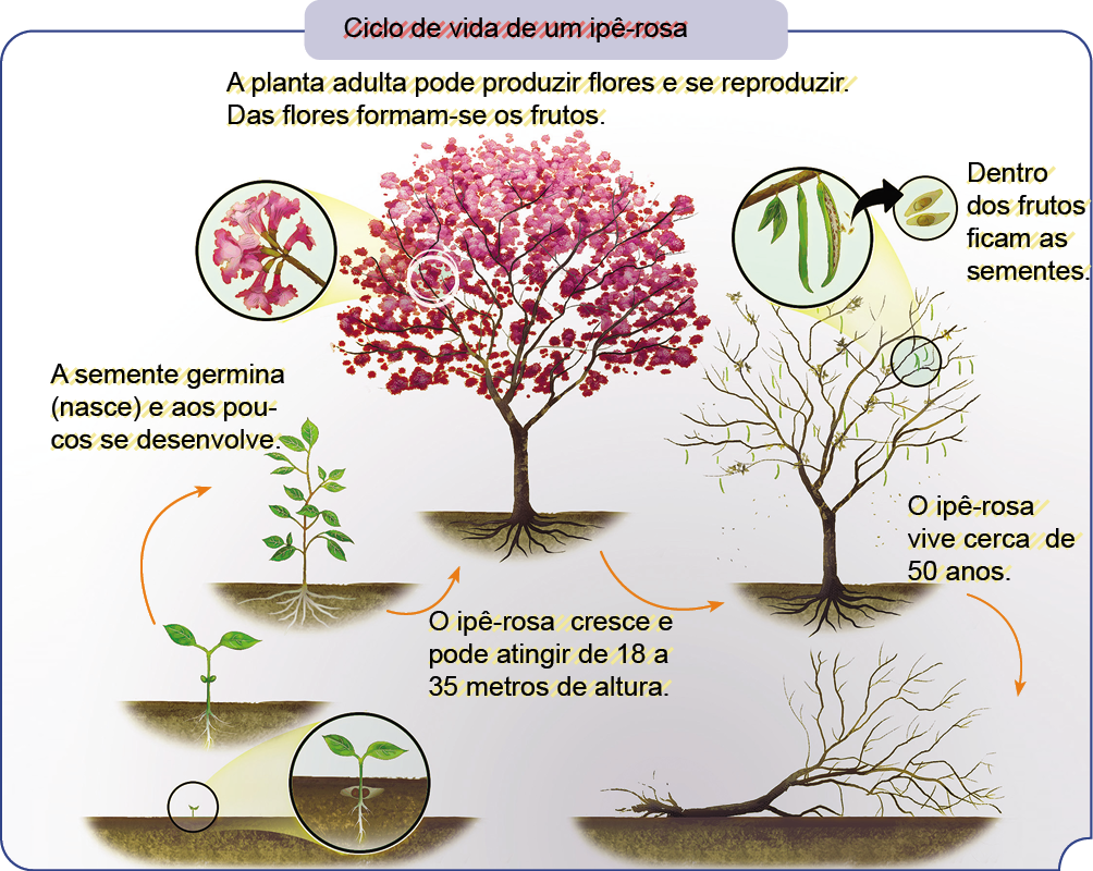 Imagem: Ilustração. Esquema. Ciclo de vida de um ipê-rosa.  A planta adulta pode produzir flores e se reproduzir. Das flores formam-se os frutos.   Ao centro : Uma árvore com tronco marrom fino, raízes finas dentro do solo, com pétalas de cor rosa. À esquerda, foco à esquerda de pétalas de cor rosa.  Texto : O ipê-rosa cresce e pode atingir de 18 a 35 metros de altura. A semente germina (nasce) e aos poucos se desenvolve.  Ilustração. Árvore pequena, caule fino, com duas folhas verdes. Com foco para à direita, com duas folhas na parte externa.  A planta cresce com as folhas verdes para a parte externa.  A planta cresce mais com folhas verdes.   À direita, dentro de uma folha verde na vertical, com sementes dentro, com foco para semente com círculo marrom. Texto : Dentro dos frutos ficam as sementes.  Uma árvore com galhos finos, secos.  Texto : O ipê-rosa vive cerca de 50 anos.  Uma árvore seca caída sobre o solo, na horizontal.   Fim da imagem.