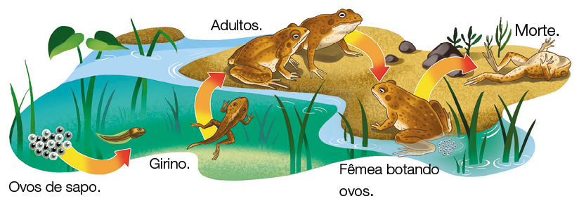 Imagem: Ilustração. Ciclo de vida de sapo. Em sentido anti-horário, dois sapos adultos com dorso de cor marrom, parte de baixo interna em branco: adultos. Seta para frente, com sapo da mesma cor perto do rio de cor azul-claro : Fêmea botando ovos. Ao fundo, sapo sobre o chão com a barriga para frente : Morte. No rio com vários óvulos redondos em branco e preto : ovos de sapo. Perto, um animal com corpo em calda em marrom : Girino. Ao centro, um sapo de cor marrom, com calda na parte inferior, com o corpo com quatro patas, nadando para cima. No rio, planta de folhas verdes.  Fim da imagem.