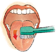 Imagem: Ilustração. Boca aberta com a escova sobre a língua, com seta vermelha para frente.  Fim da imagem.
