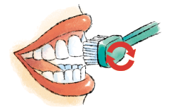 Imagem: Ilustração. Boca de uma pessoa à direita, aberta por onde vê-se dentes e passando uma escova de cor verde. Sobre ela, duas setas vermelhas indicando um movimento circular em vermelho.  Fim da imagem.