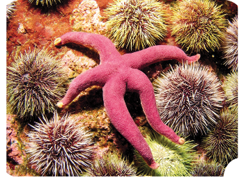 Imagem: Fotografia. Uma estrela-do-mar de cor rosa sobre solo do oceano, vegetações finas, amontoadas em formato arredondado com partes em branco e tons de amarelo e laranja.  Fim da imagem.