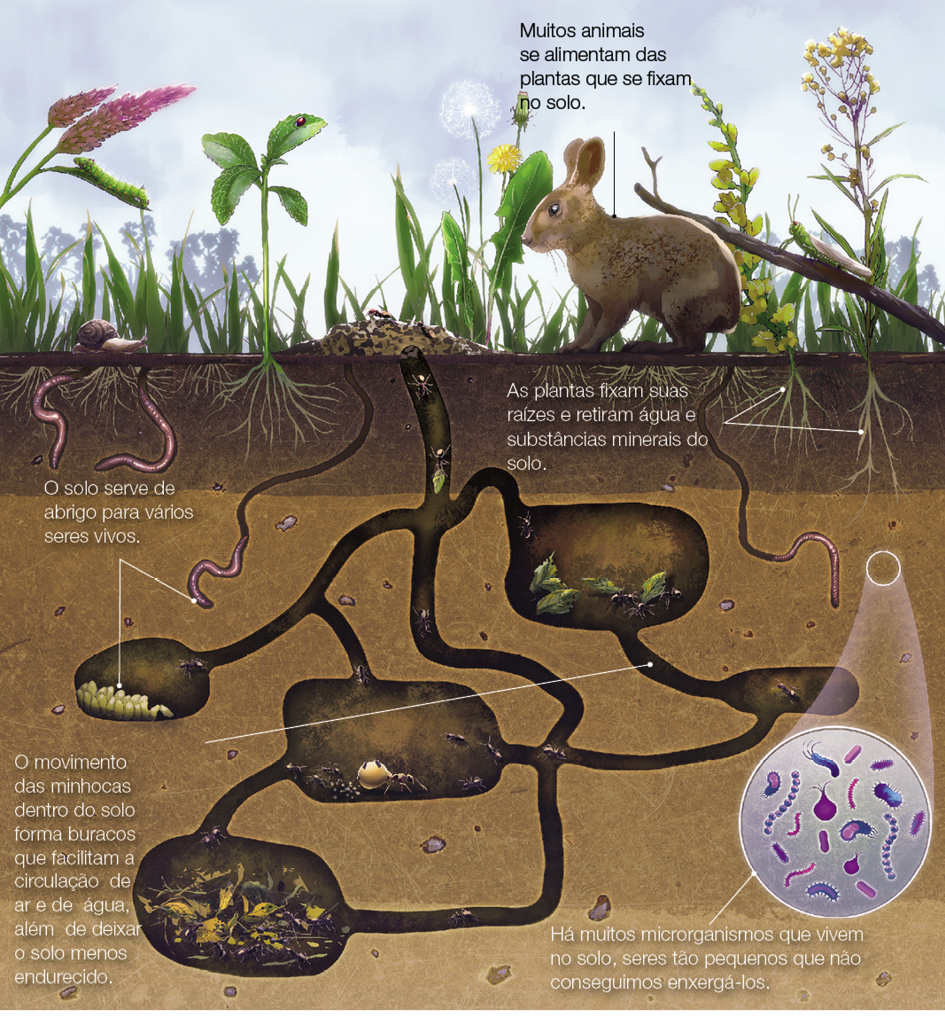 Imagem: Ilustração. Esquema. Solo grande de cor marrom, na parte superior, vegetação de cor verde, com plantas em rosa à esquerda e à direita, plantas de cor em amarelo na vertical, com pedaços pequenos. Na parte superior, céu de cor azul-claro e nuvens.  Texto : Muitos animais se alimentam das plantas que se fixam no solo. Entre as plantas, um coelho de pelos de cor marrom, com duas orelhas pequenas na vertical, com o corpo para à esquerda. Na parte inferior, no solo em marrom, raízes de plantas interna no solo. Texto : As plantas fixam suas raízes e retiram água e substâncias minerais do solo. À esquerda, dentro do solo, minhocas e mais ao fundo, ovos brancos. Texto : O solo serve de abrigo para vários seres vivos.   Dentro do solo, animais microscópicos ampliados, de diferentes formas em azul, lilás e roxo. Texto : Há muitos microrganismos que vivem no solo, seres tão pequenos que não conseguimos enxergá-los. Ao centro, caminho fino na vertical, e partes maiores onde há grupos de formigas em preto com folhas verdes. Texto : O movimento das minhocas dentro do solo forma buracos que facilitam a circulação de ar e de água, além de deixar o solo menos endurecido.  Fim da imagem.
