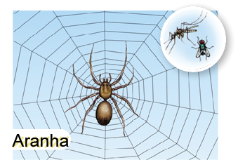 Imagem: Ilustração. Uma teia de aranha de linha preta, com aranha de cor marrom, com o corpo em duas partes redondas e oito patas. Na parte superior, à direita, um pernilongo de cor marrom-escuro e uma mosca esverdeada com par de asas no dorso.  Fim da imagem.